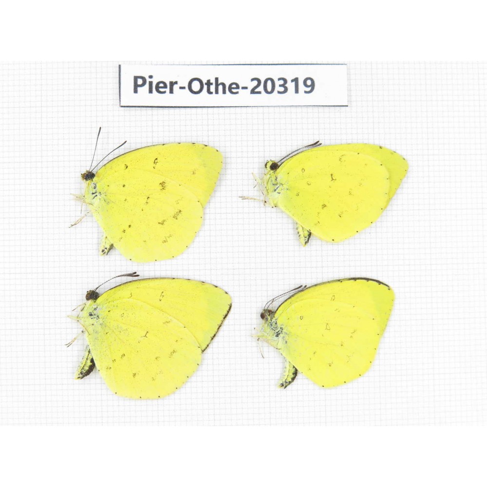 Eurema sp. China, Tibet, Chayu, Chawalong, NW of Mt. Nushan(Yunnan border). 4M. Pier-Othe-20319.