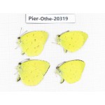 Eurema sp. China, Tibet, Chayu, Chawalong, NW of Mt. Nushan(Yunnan border). 4M. Pier-Othe-20319.