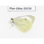 Pieris brassicae. China, Tibet, Chayu, Chawalong, NW of Mt. Nushan(Yunnan border). 1M. Pier-Othe-20338.