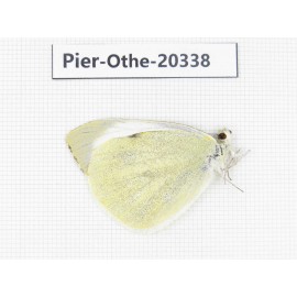 Pieris brassicae. China, Tibet, Chayu, Chawalong, NW of Mt. Nushan(Yunnan border). 1M. Pier-Othe-20338.