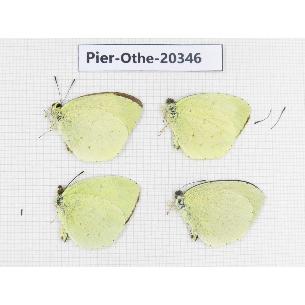 Eurema sp. China, Tibet, Chayu, Chawalong, NW of Mt. Nushan(Yunnan border). 4M. Pier-Othe-20346.
