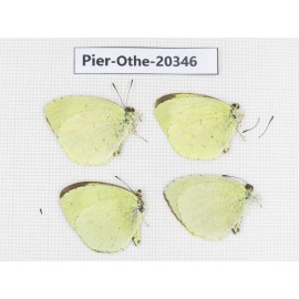 Eurema sp. China, Tibet, Chayu, Chawalong, NW of Mt. Nushan(Yunnan border). 4M. Pier-Othe-20346.