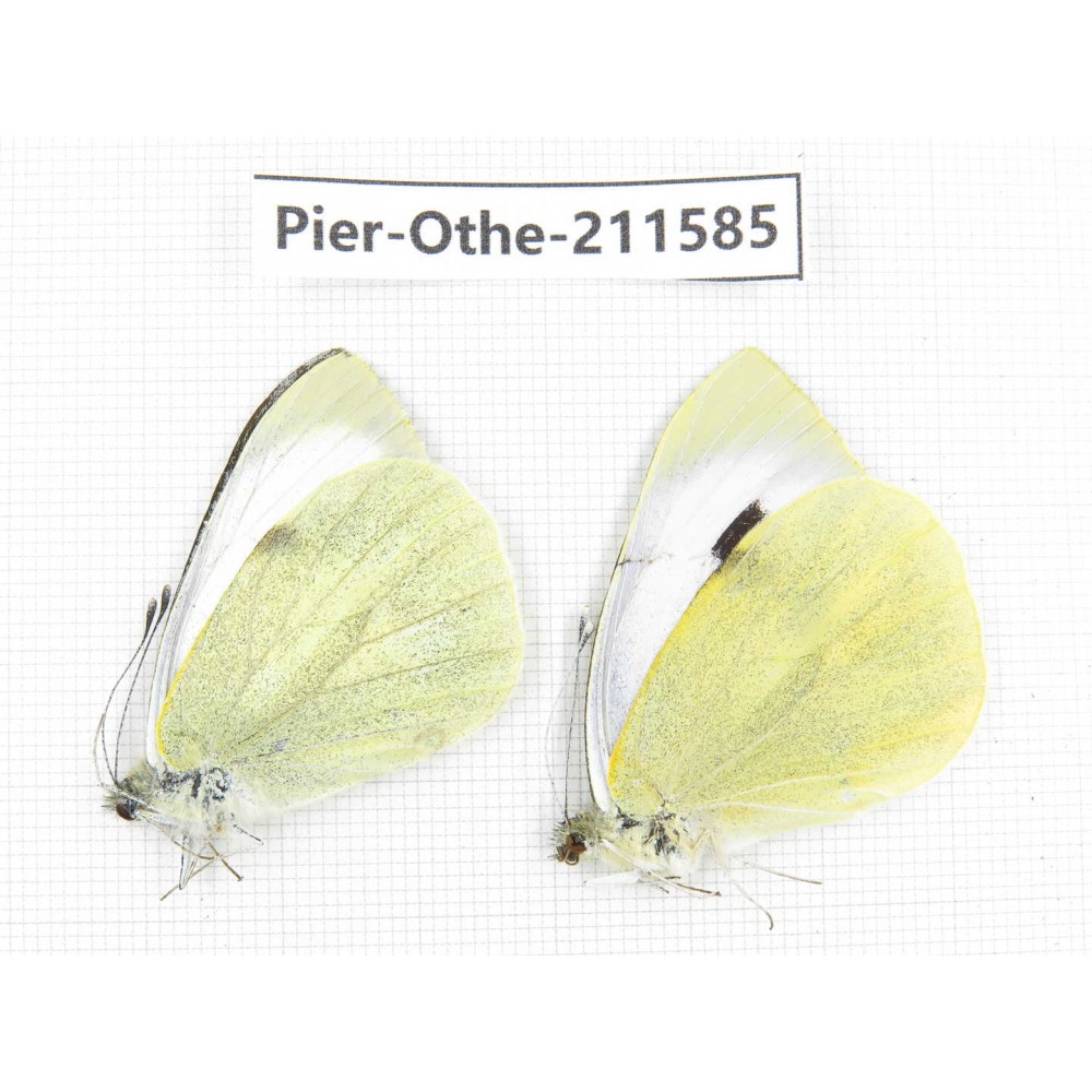 Pieris rapae ssp. China, Tibet, Linzhi, Bomi county. 1P. Pier-Othe-211585.