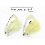 Pieris rapae ssp. China, Tibet, Linzhi, Bomi county. 1P. Pier-Othe-211585.