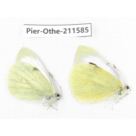 Pieris rapae ssp. China, Tibet, Linzhi, Bomi county. 1P. Pier-Othe-211585.