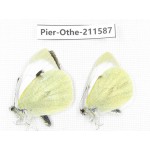 Pieris rapae ssp. China, Tibet, Linzhi, Bomi county. 2M. Pier-Othe-211587.