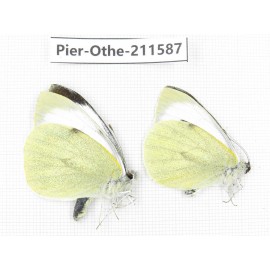 Pieris rapae ssp. China, Tibet, Linzhi, Bomi county. 2M. Pier-Othe-211587.