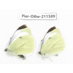 Pieris rapae ssp. China, Tibet, Linzhi, Bomi county. 2M. Pier-Othe-211589.