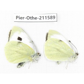 Pieris rapae ssp. China, Tibet, Linzhi, Bomi county. 2M. Pier-Othe-211589.