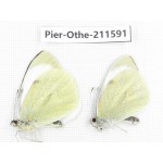 Pieris rapae ssp. China, Tibet, Linzhi, Bomi county. 2M. Pier-Othe-211591.