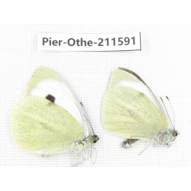 Pieris rapae ssp. China, Tibet, Linzhi, Bomi county. 2M. Pier-Othe-211591.