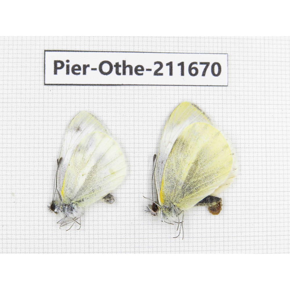 Pieris rapae ssp. China, Tibet, Linzhi, Bomi county. 2M. Pier-Othe-211670.