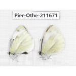 Pieris rapae ssp. China, Tibet, Linzhi, Bomi county. 2M. Pier-Othe-211671.