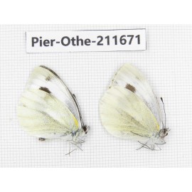 Pieris rapae ssp. China, Tibet, Linzhi, Bomi county. 2M. Pier-Othe-211671.