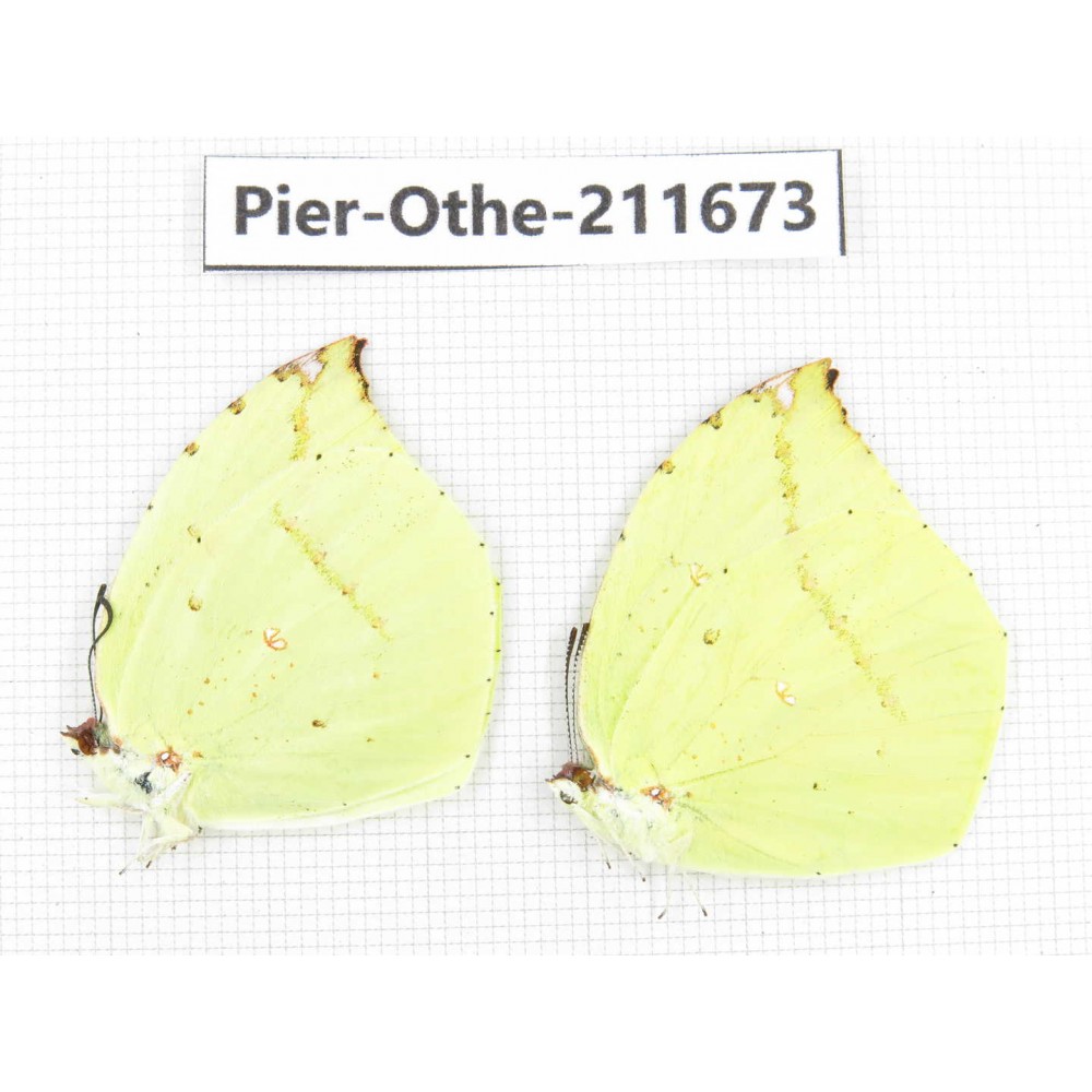 Dercas lycorias ssp. China, Tibet, Linzhi, Bomi county. 2M. Pier-Othe-211673.