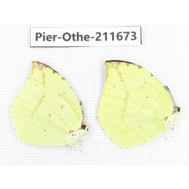 Dercas lycorias ssp. China, Tibet, Linzhi, Bomi county. 2M. Pier-Othe-211673.