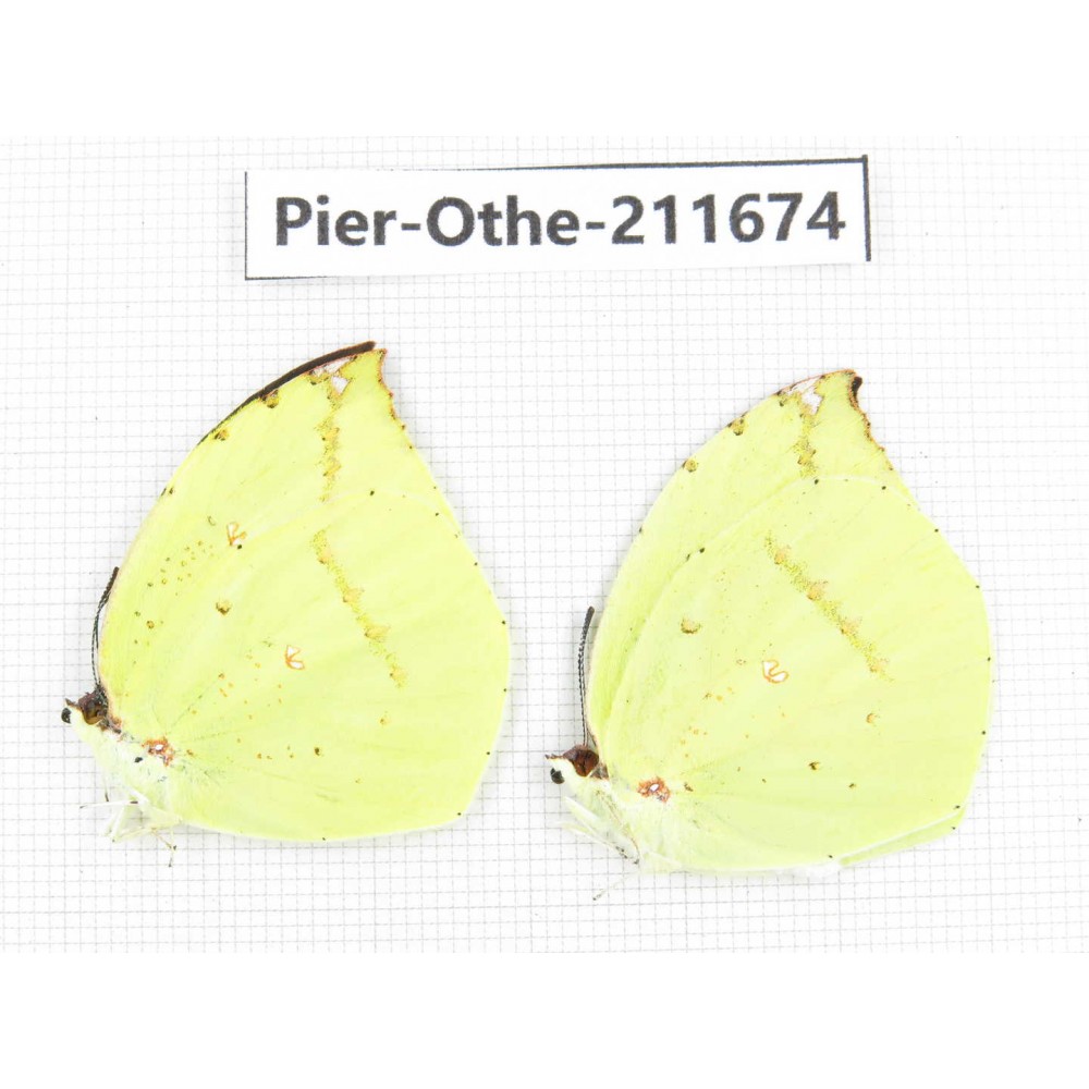 Dercas lycorias ssp. China, Tibet, Linzhi, Bomi county. 2M. Pier-Othe-211674.
