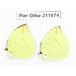 Dercas lycorias ssp. China, Tibet, Linzhi, Bomi county. 2M. Pier-Othe-211674.