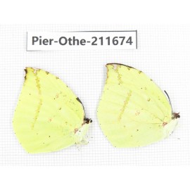 Dercas lycorias ssp. China, Tibet, Linzhi, Bomi county. 2M. Pier-Othe-211674.
