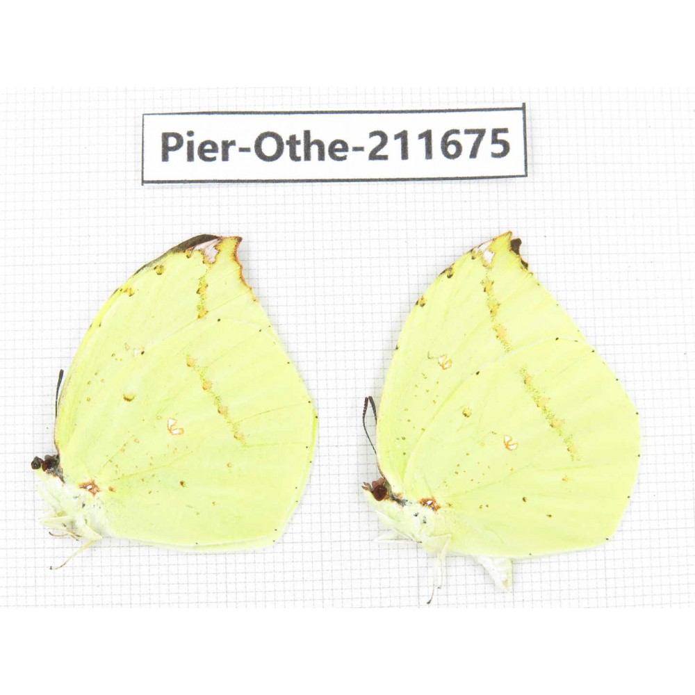 Dercas lycorias ssp. China, Tibet, Linzhi, Bomi county. 2M. Pier-Othe-211675.