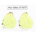 Dercas lycorias ssp. China, Tibet, Linzhi, Bomi county. 2M. Pier-Othe-211675.