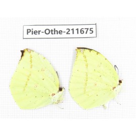 Dercas lycorias ssp. China, Tibet, Linzhi, Bomi county. 2M. Pier-Othe-211675.