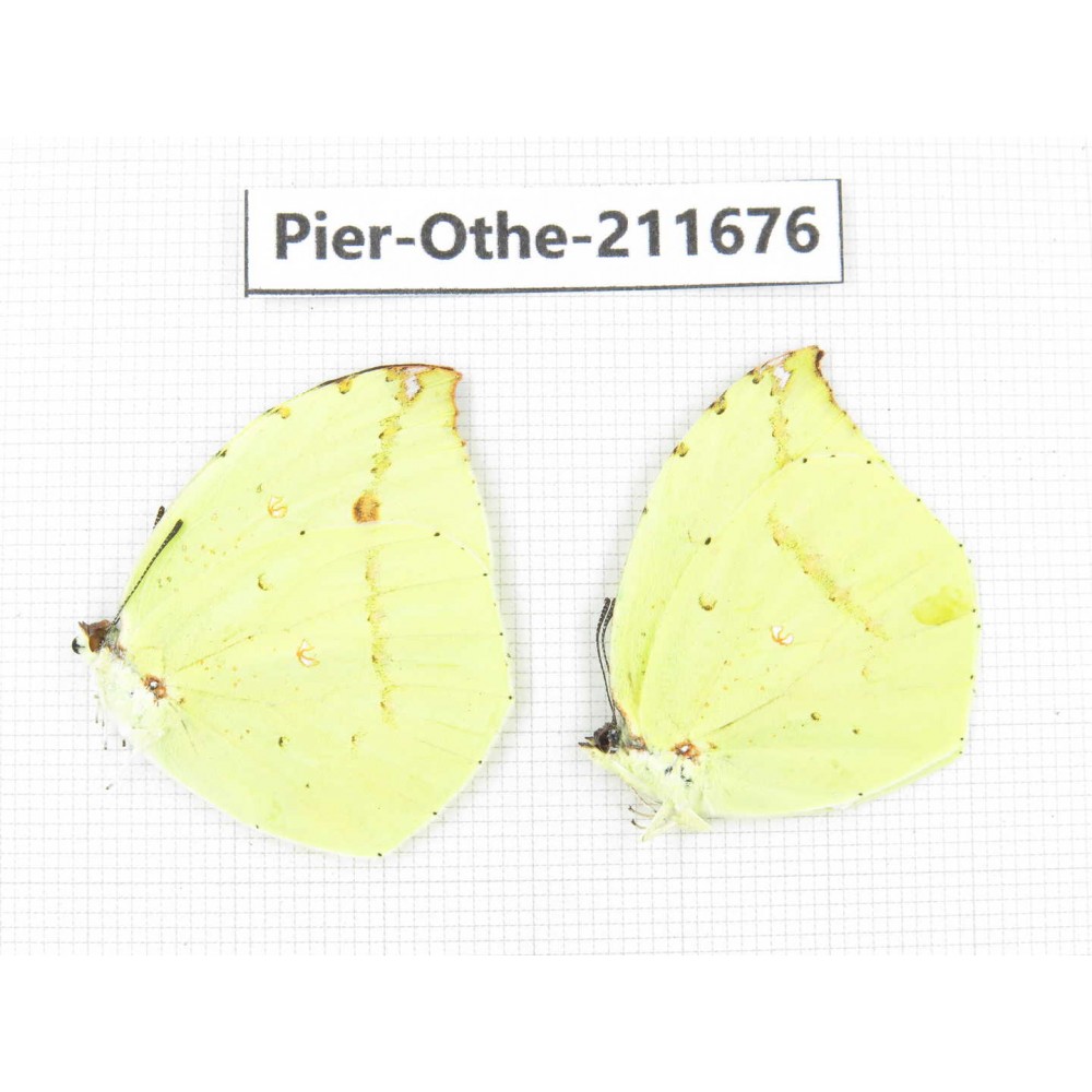 Dercas lycorias ssp. China, Tibet, Linzhi, Bomi county. 2M. Pier-Othe-211676.