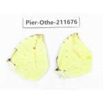 Dercas lycorias ssp. China, Tibet, Linzhi, Bomi county. 2M. Pier-Othe-211676.