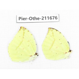 Dercas lycorias ssp. China, Tibet, Linzhi, Bomi county. 2M. Pier-Othe-211676.