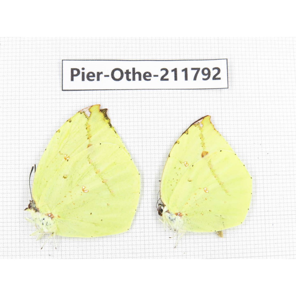 Dercas lycorias ssp. China, Tibet, Linzhi, Bomi county. 2M. Pier-Othe-211792.