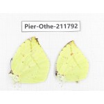 Dercas lycorias ssp. China, Tibet, Linzhi, Bomi county. 2M. Pier-Othe-211792.