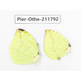 Dercas lycorias ssp. China, Tibet, Linzhi, Bomi county. 2M. Pier-Othe-211792.