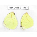 Dercas lycorias ssp. China, Tibet, Linzhi, Bomi county. 2M. Pier-Othe-211793.