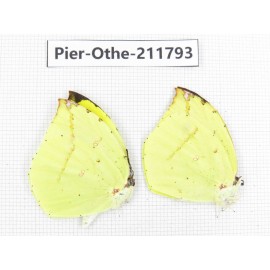 Dercas lycorias ssp. China, Tibet, Linzhi, Bomi county. 2M. Pier-Othe-211793.