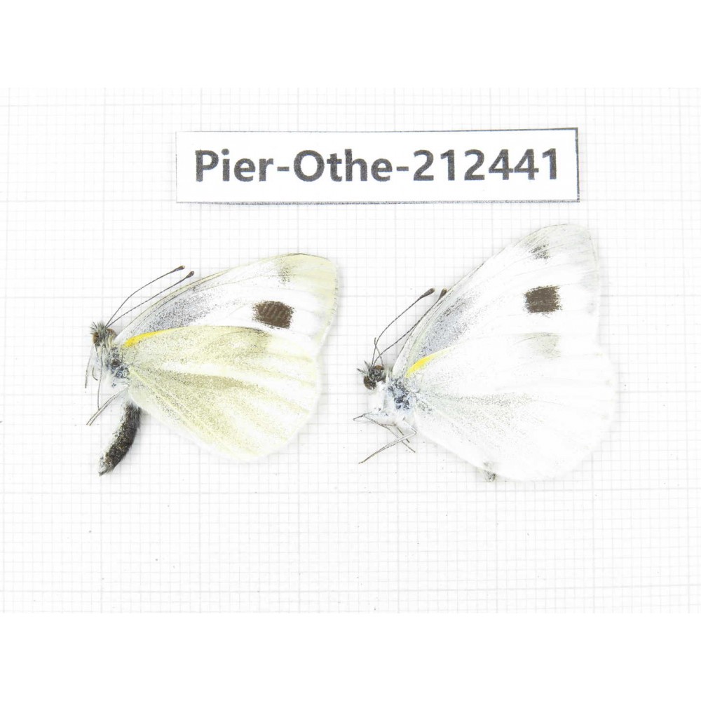 Pieris rapae ssp. China, Tibet, Linzhi, Milin county. 2M. Pier-Othe-212441.