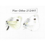 Pieris rapae ssp. China, Tibet, Linzhi, Milin county. 2M. Pier-Othe-212441.