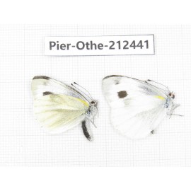 Pieris rapae ssp. China, Tibet, Linzhi, Milin county. 2M. Pier-Othe-212441.