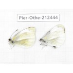 Pieris rapae ssp. China, Tibet, Linzhi, Milin county. 2M. Pier-Othe-212444.