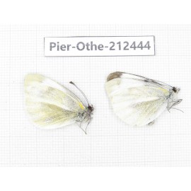 Pieris rapae ssp. China, Tibet, Linzhi, Milin county. 2M. Pier-Othe-212444.