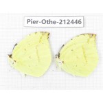 Dercas lycorias ssp. China, Tibet, Linzhi, Milin county. 2M. Pier-Othe-212446.