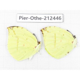 Dercas lycorias ssp. China, Tibet, Linzhi, Milin county. 2M. Pier-Othe-212446.