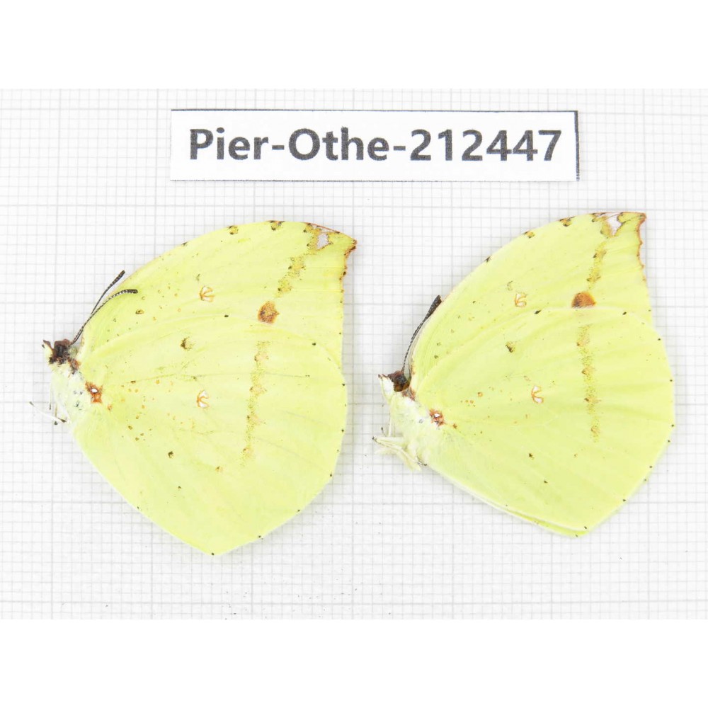 Dercas lycorias ssp. China, Tibet, Linzhi, Milin county. 2M. Pier-Othe-212447.