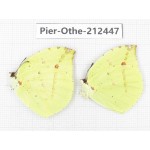 Dercas lycorias ssp. China, Tibet, Linzhi, Milin county. 2M. Pier-Othe-212447.