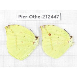 Dercas lycorias ssp. China, Tibet, Linzhi, Milin county. 2M. Pier-Othe-212447.