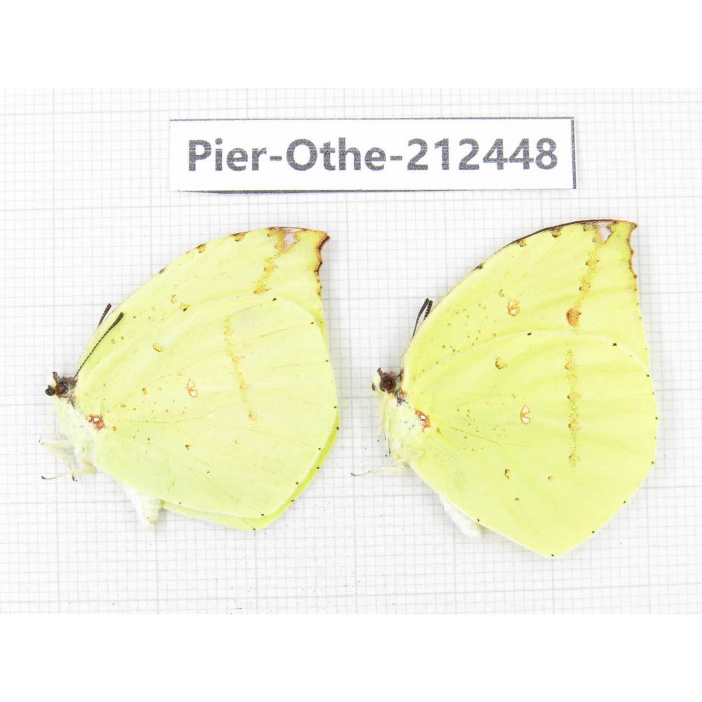 Dercas lycorias ssp. China, Tibet, Linzhi, Milin county. 2M. Pier-Othe-212448.