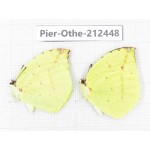 Dercas lycorias ssp. China, Tibet, Linzhi, Milin county. 2M. Pier-Othe-212448.