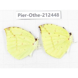 Dercas lycorias ssp. China, Tibet, Linzhi, Milin county. 2M. Pier-Othe-212448.