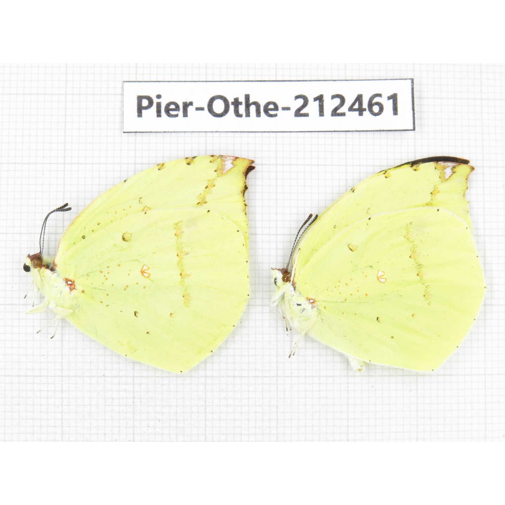 Dercas lycorias ssp. China, Tibet, Linzhi, Milin county. 2M. Pier-Othe-212461.