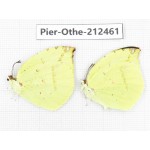 Dercas lycorias ssp. China, Tibet, Linzhi, Milin county. 2M. Pier-Othe-212461.