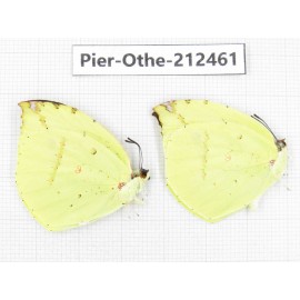 Dercas lycorias ssp. China, Tibet, Linzhi, Milin county. 2M. Pier-Othe-212461.